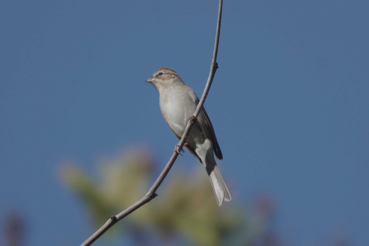 Chipping Sparrow - ML643150161