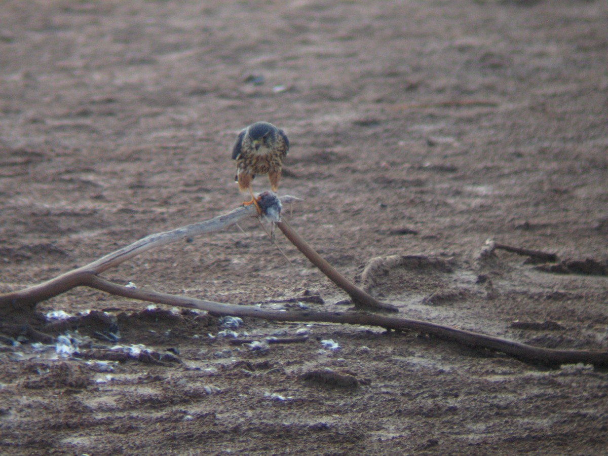 Merlin (columbarius) - ML643150172