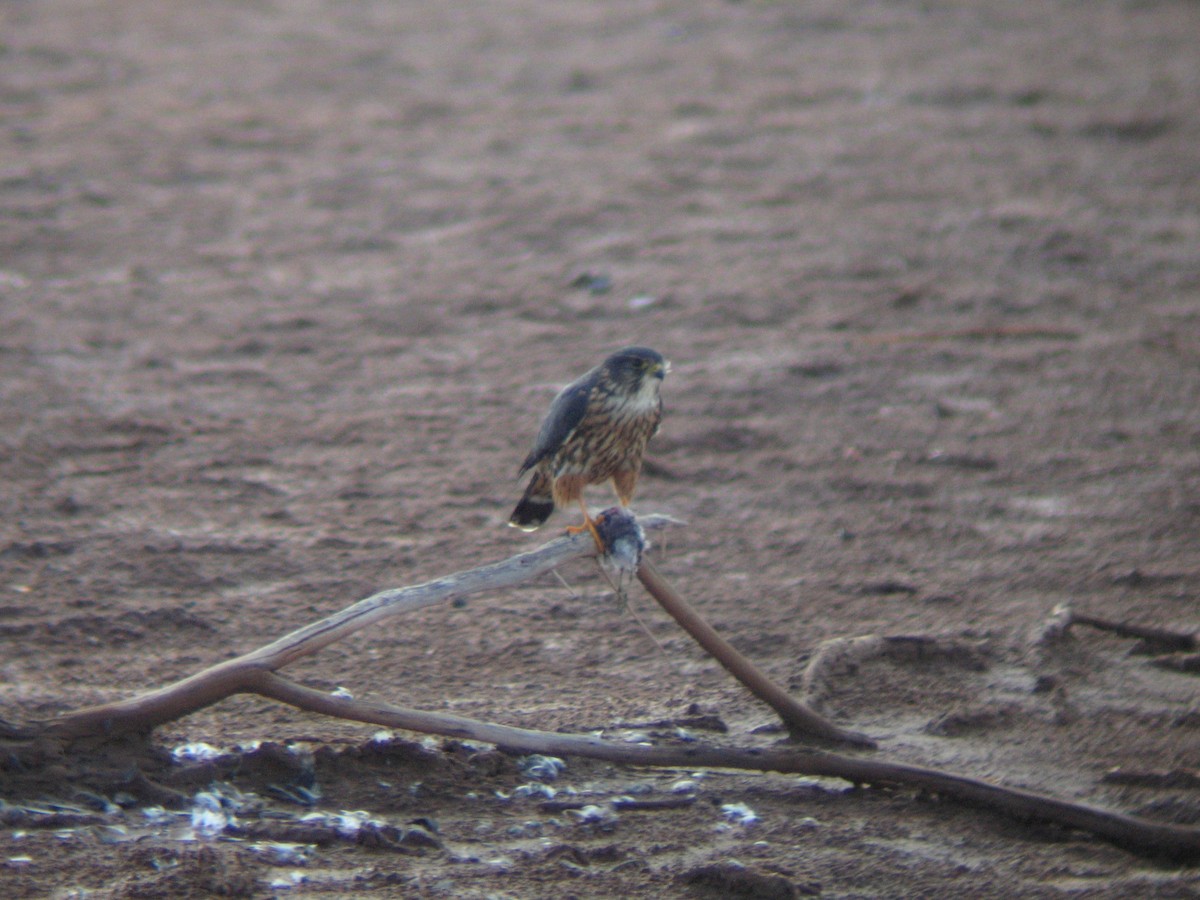 Merlin (columbarius) - ML643150173