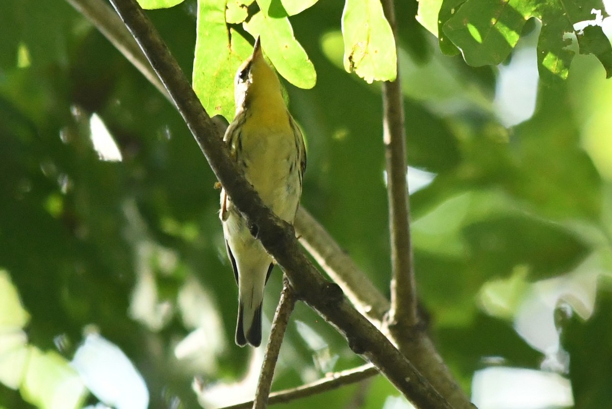 Blackburnian Warbler - ML643150176
