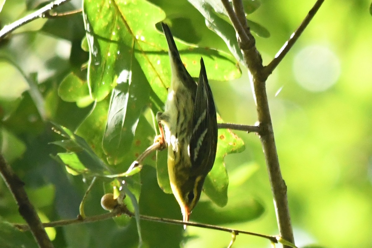 Blackburnian Warbler - ML643150179