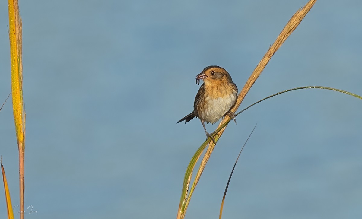 Nelson's Sparrow - ML643150191