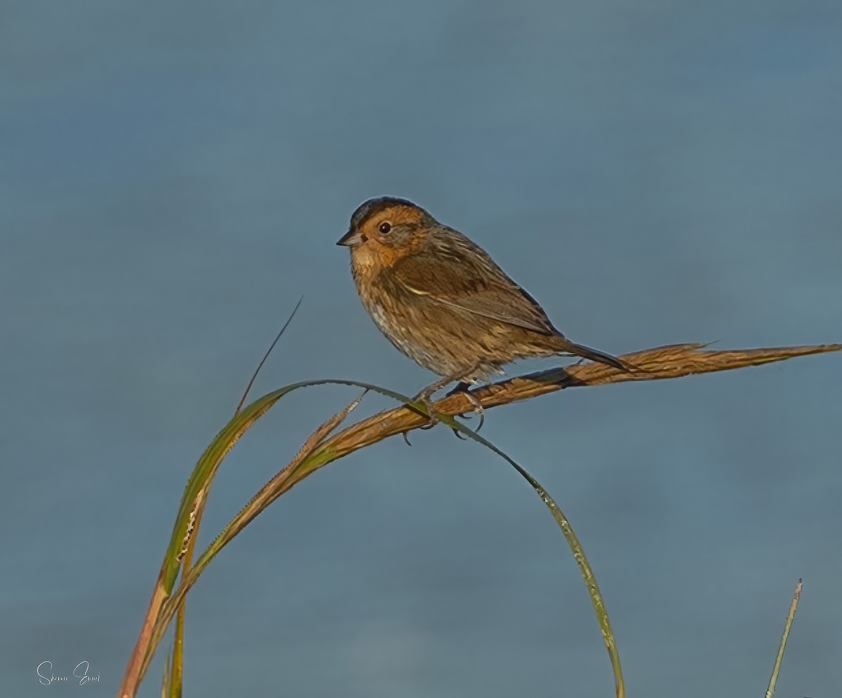 Nelson's Sparrow - ML643150192