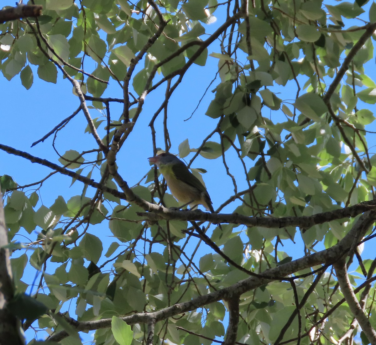Rufous-browed Peppershrike - ML643150203