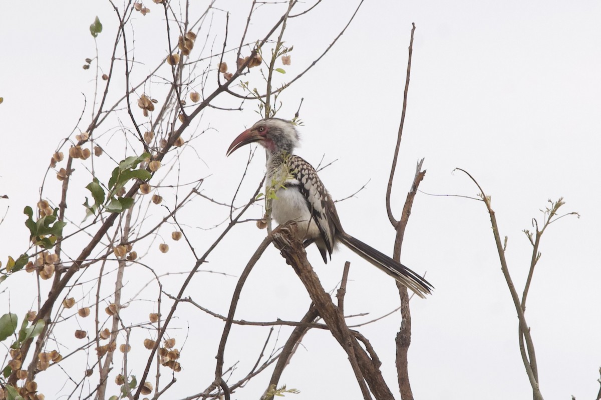 Southern Red-billed Hornbill - ML643150209