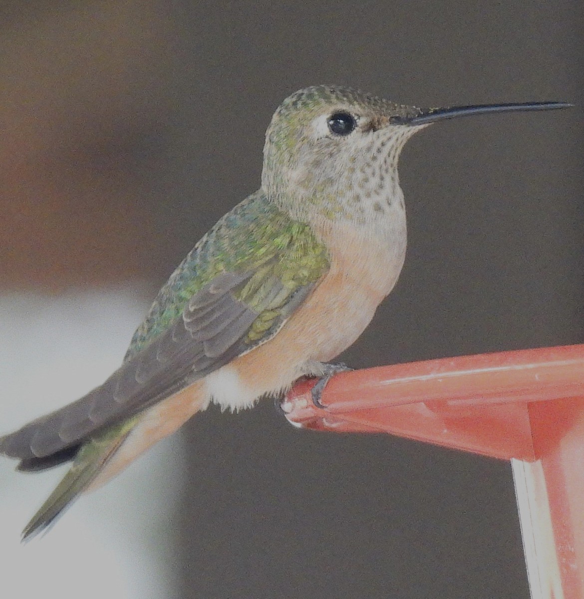 Broad-tailed Hummingbird - ML643150237