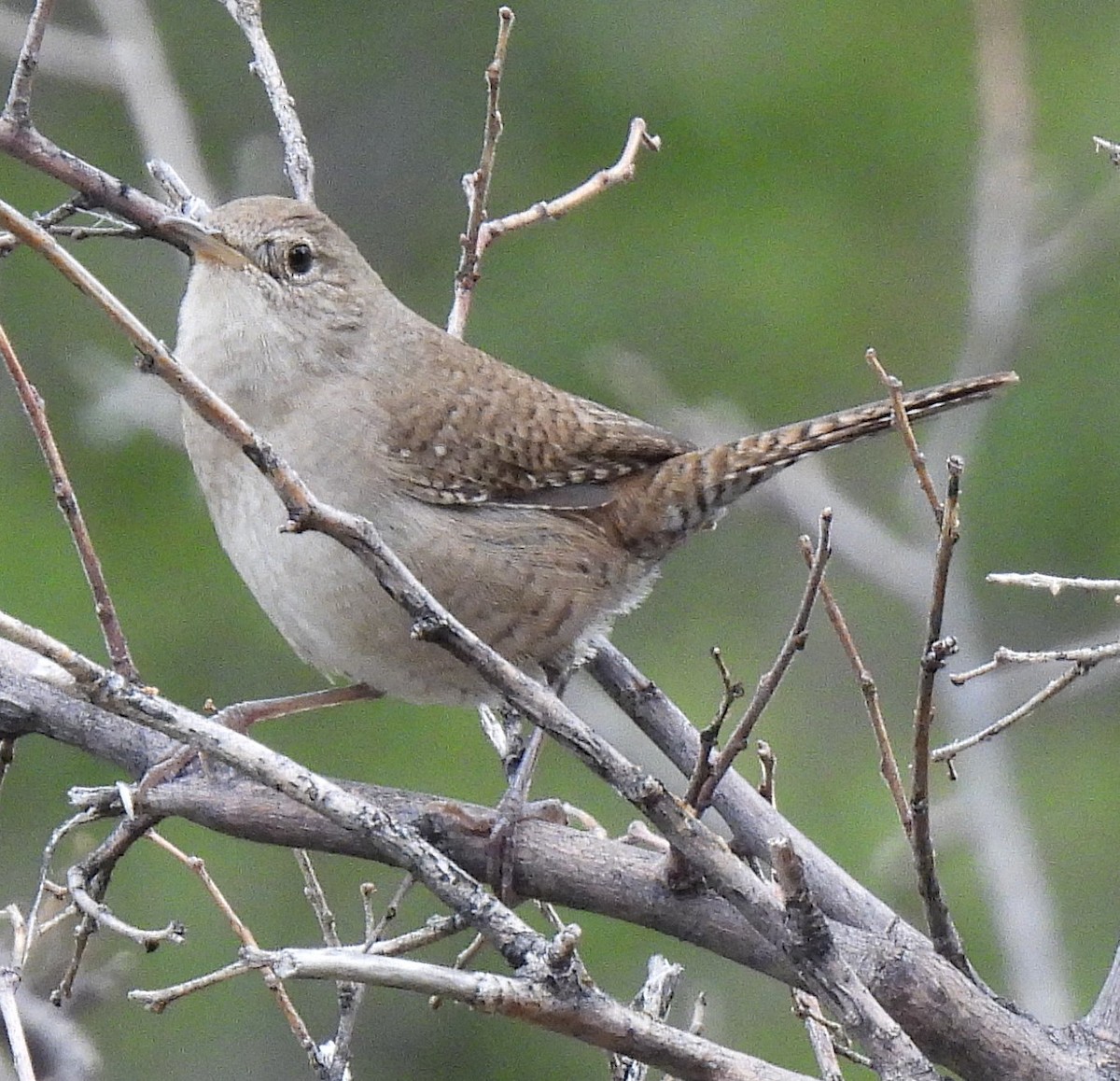 Northern House Wren - ML643150272