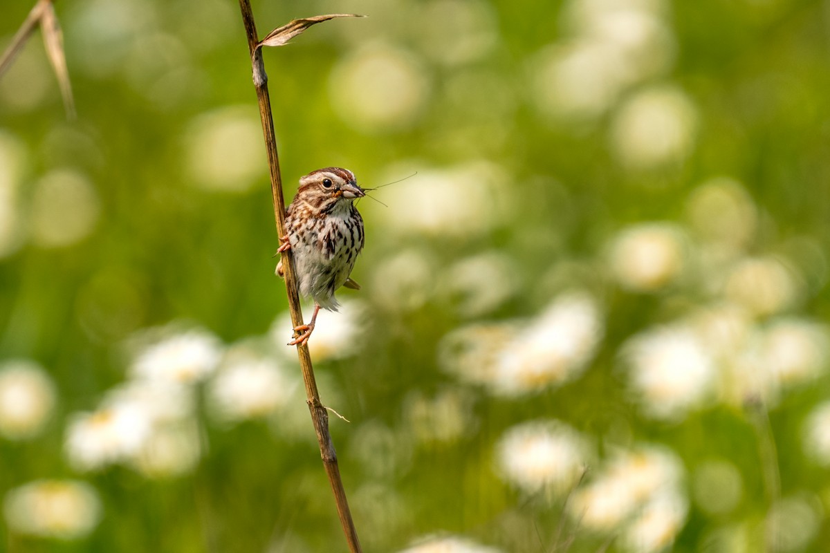 Song Sparrow - ML643150281