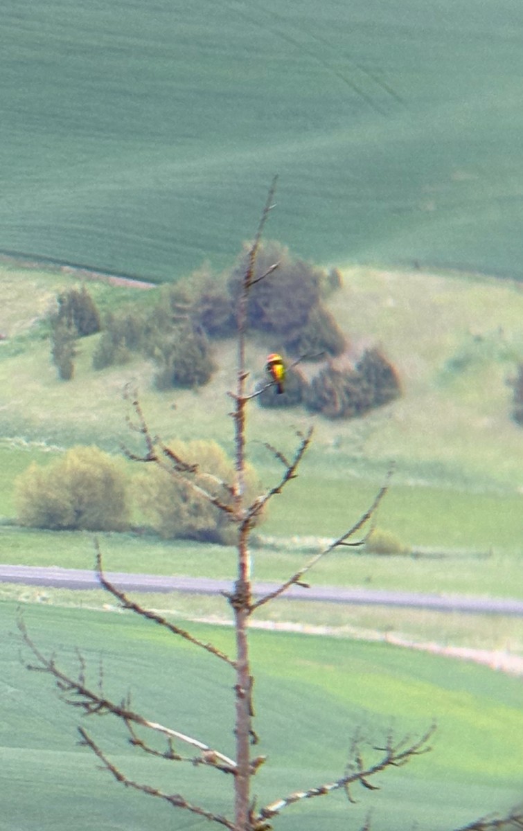 Western Tanager - ML643150288