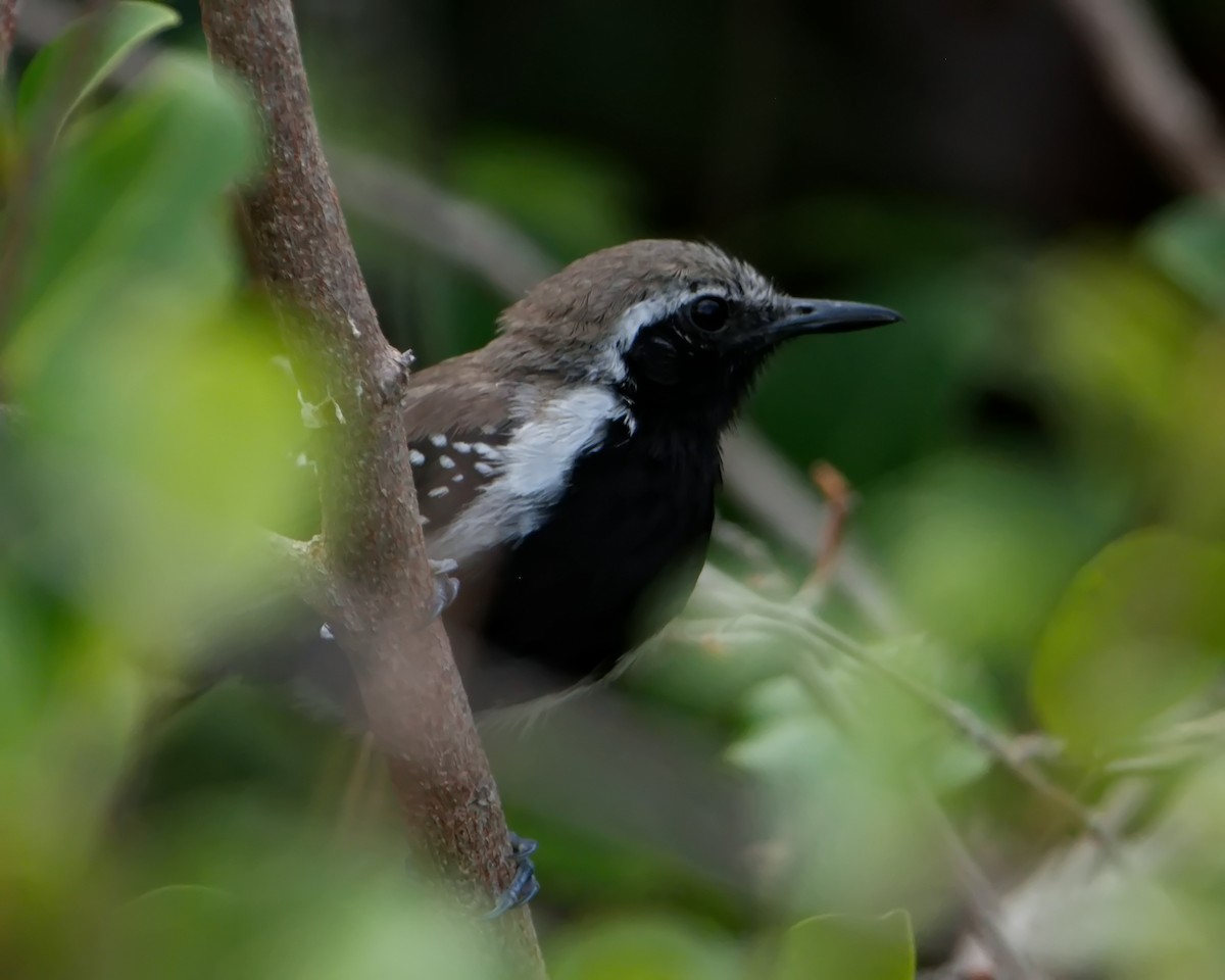 Southern White-fringed Antwren - ML643150296
