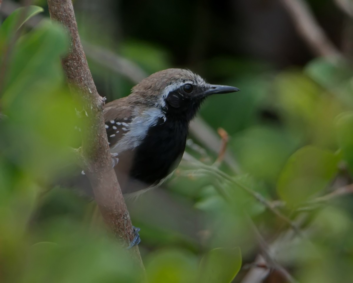 Southern White-fringed Antwren - ML643150297