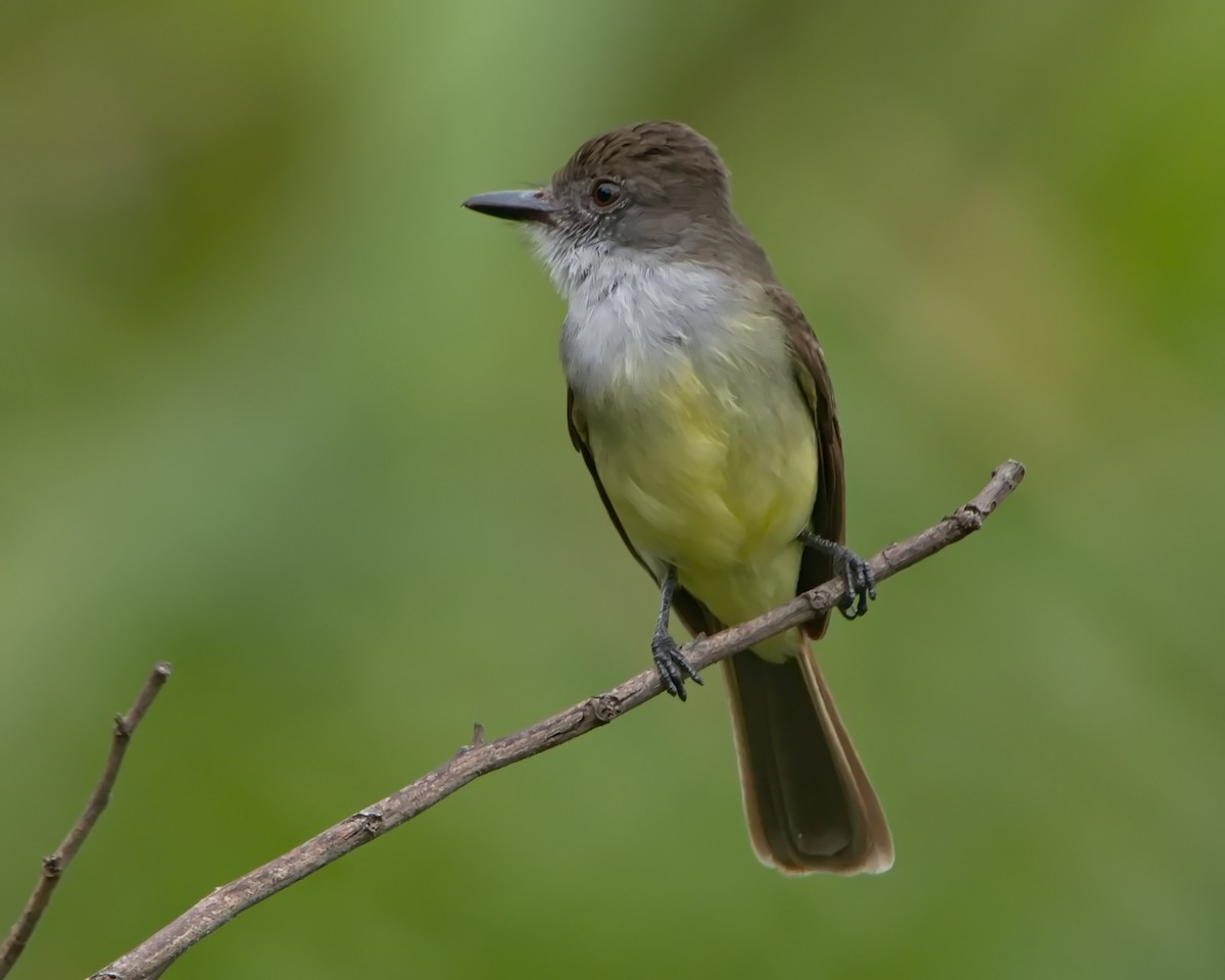 Short-crested Flycatcher - ML643150302