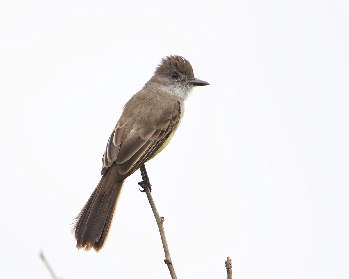 Short-crested Flycatcher - ML643150303