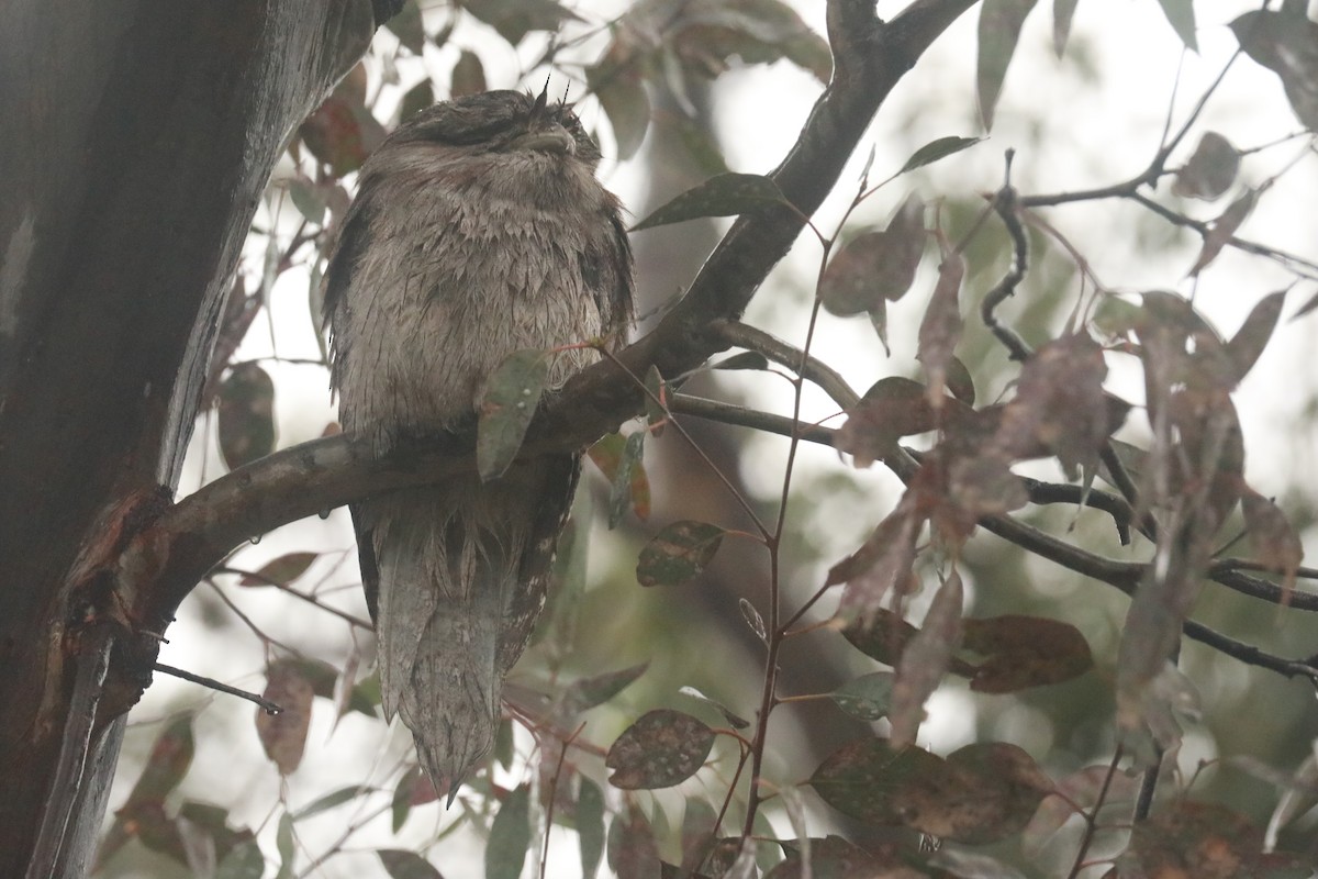 Tawny Frogmouth - ML643150325