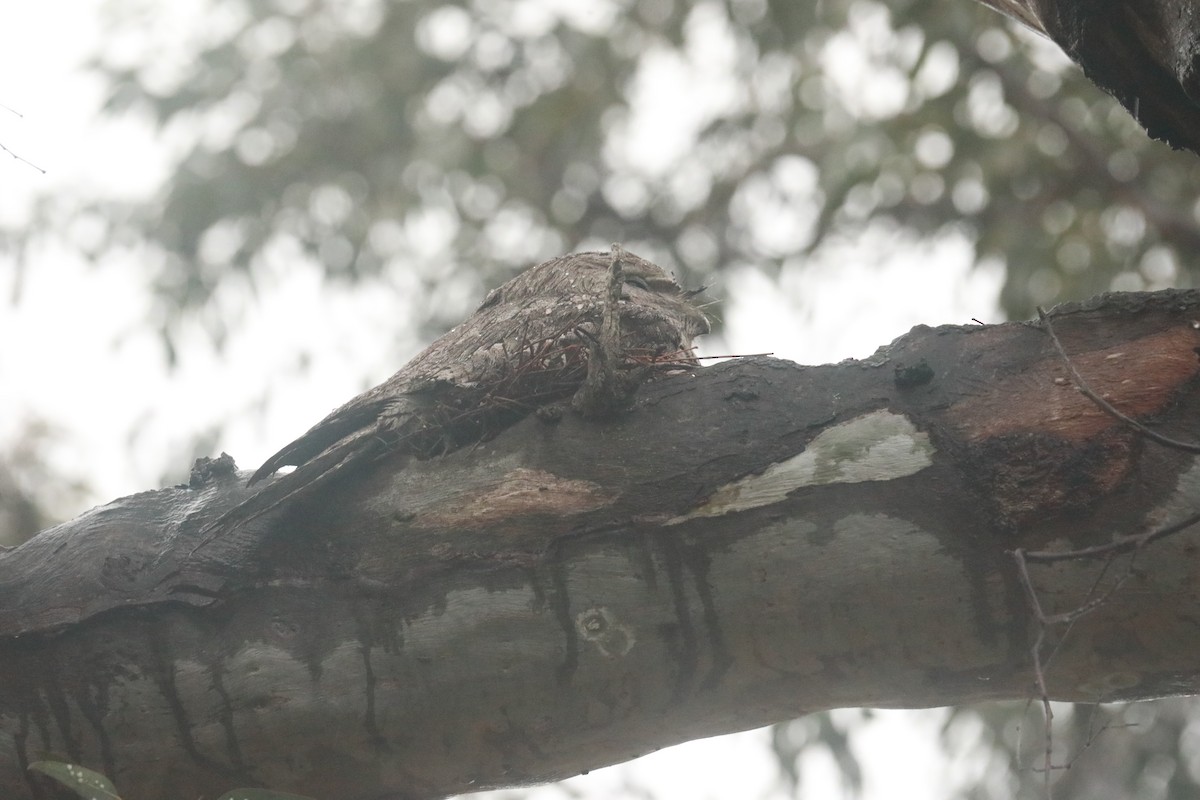 Tawny Frogmouth - ML643150326