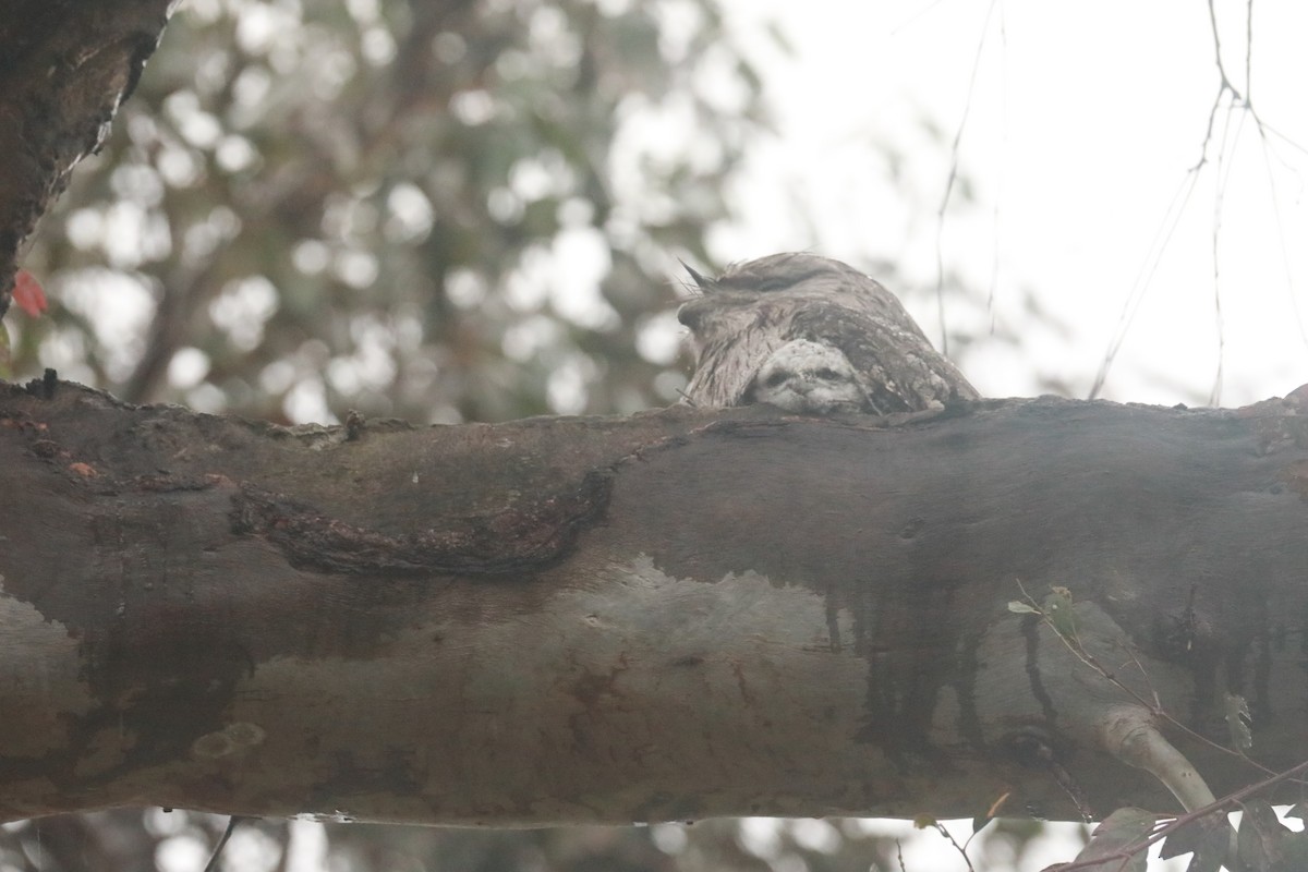 Tawny Frogmouth - ML643150327