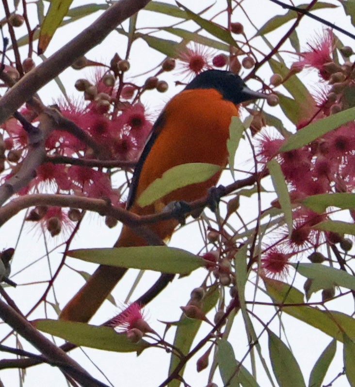 Baltimore Oriole - ML643150357