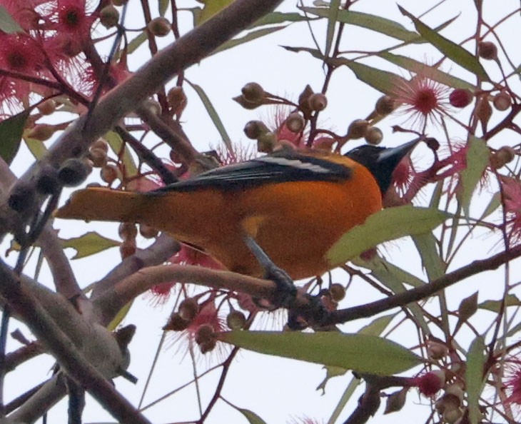 Baltimore Oriole - ML643150358