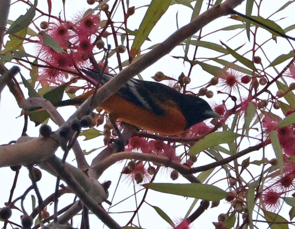 Baltimore Oriole - ML643150359