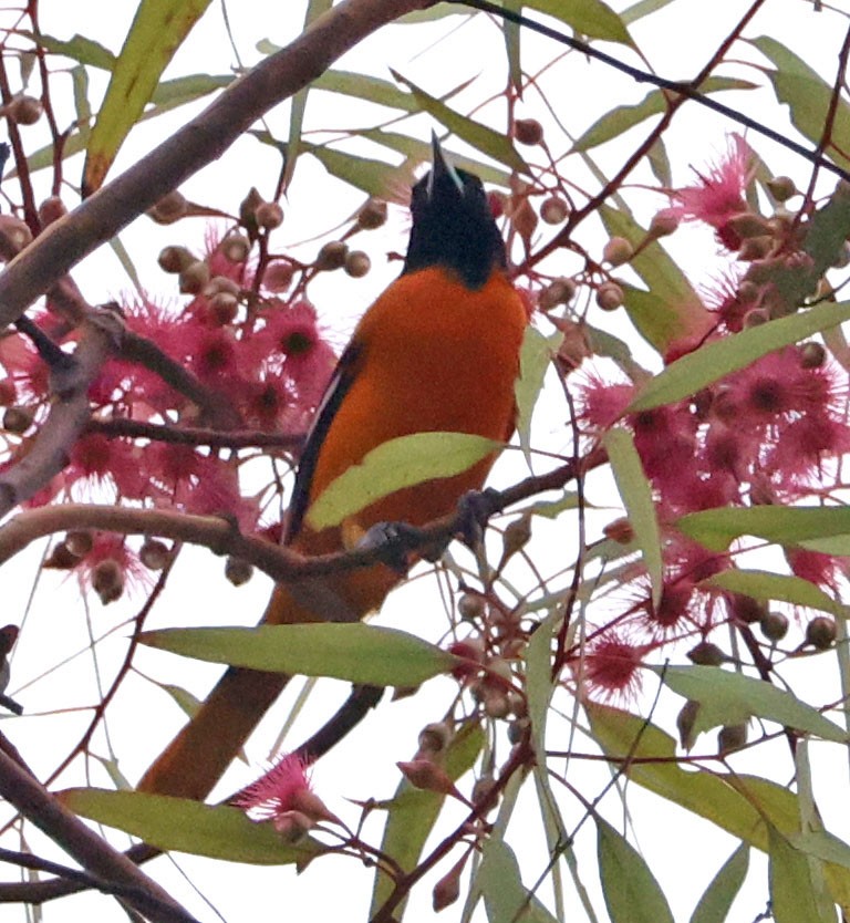 Baltimore Oriole - ML643150360