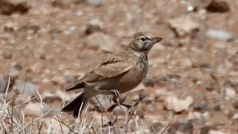 Sclater's Lark - ML643150371