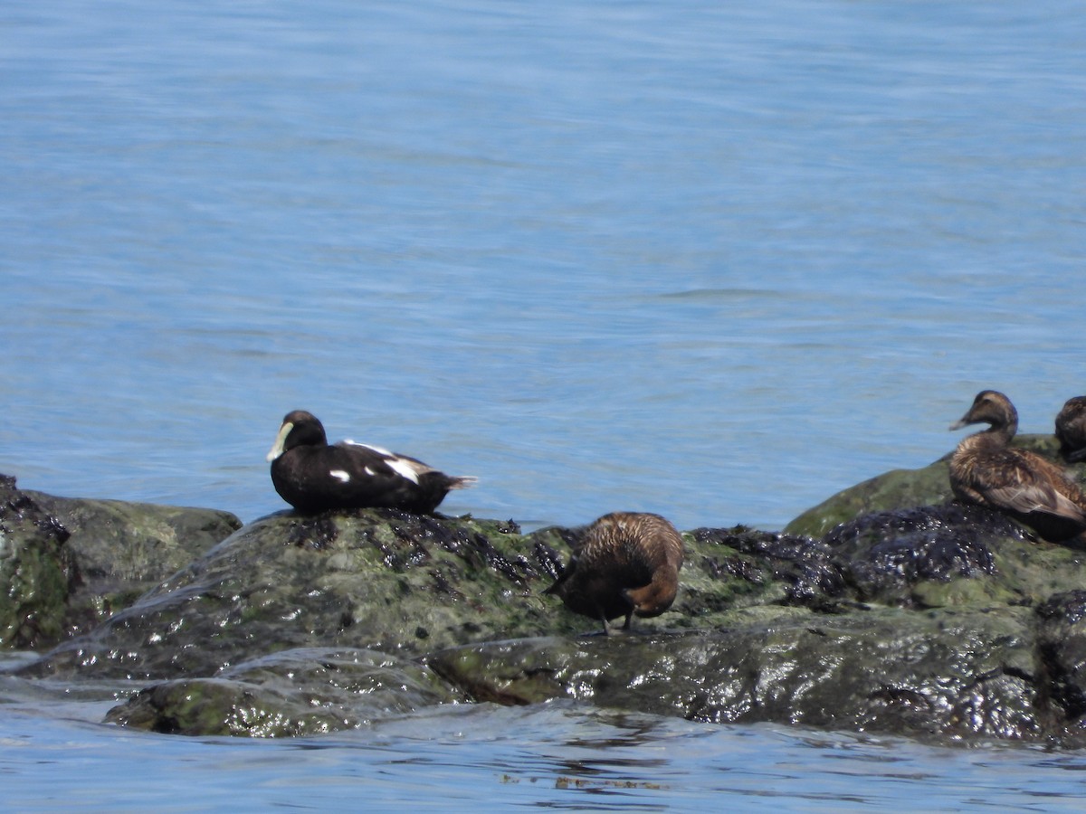 Common Eider - ML643150373