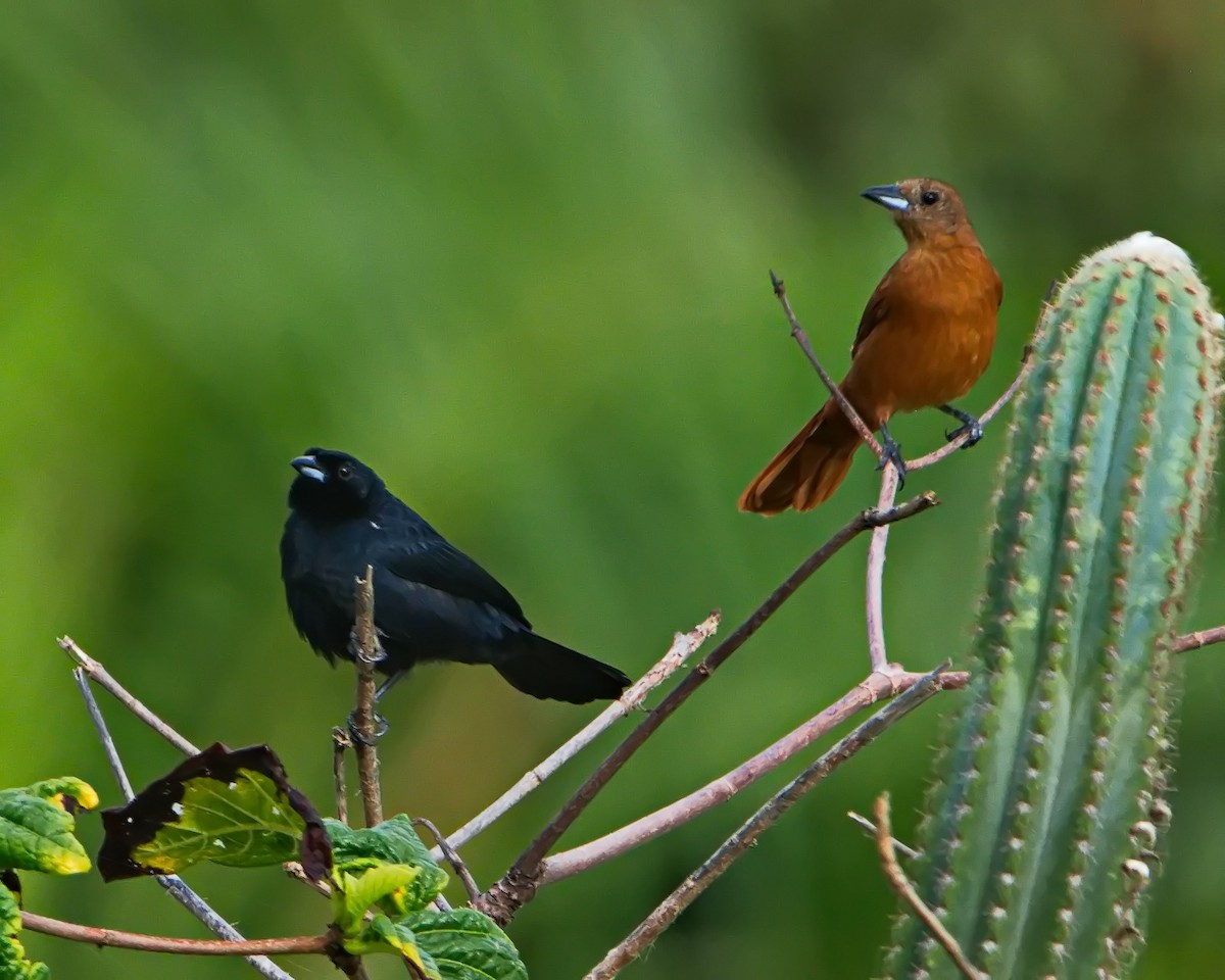 White-lined Tanager - ML643150374