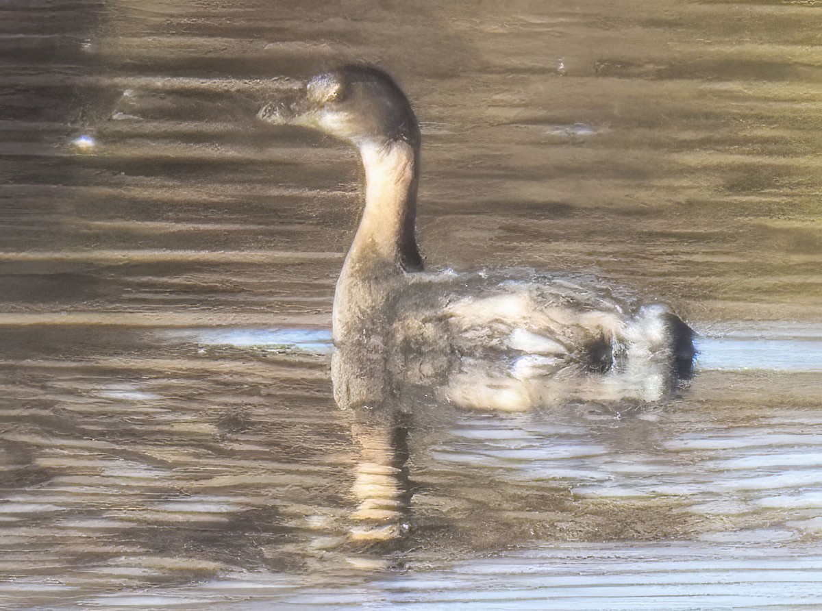 Pied-billed Grebe - ML643150375