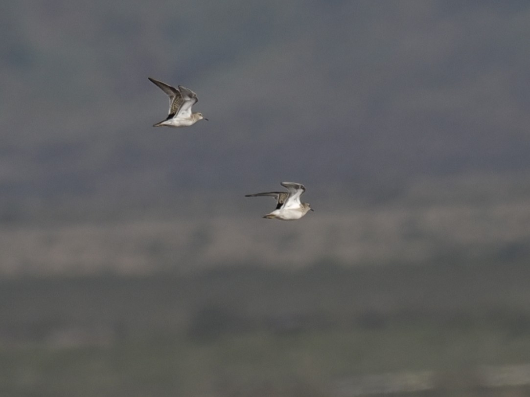 Baird's Sandpiper - ML643150377