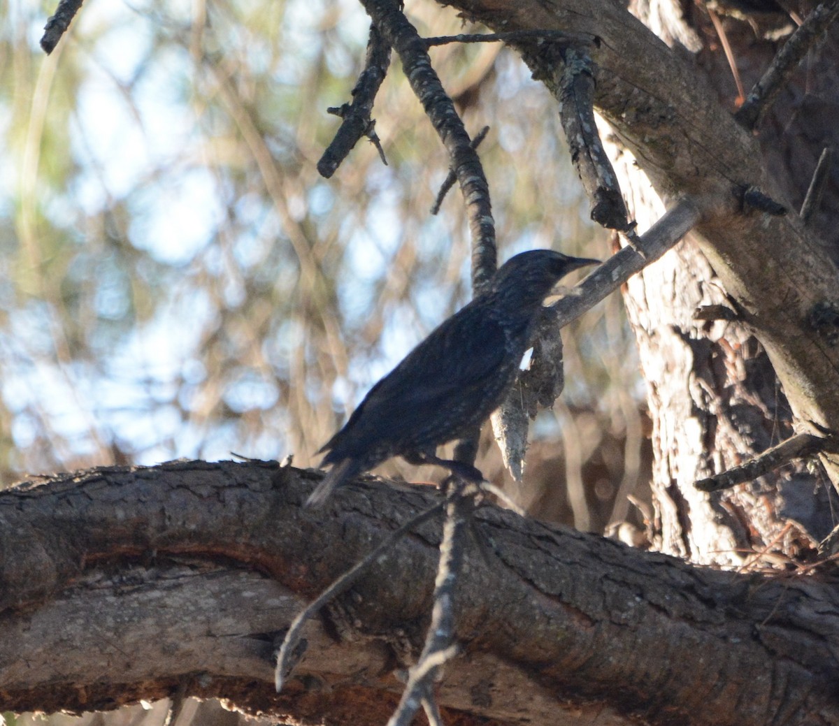 Spotless Starling - ML643150379