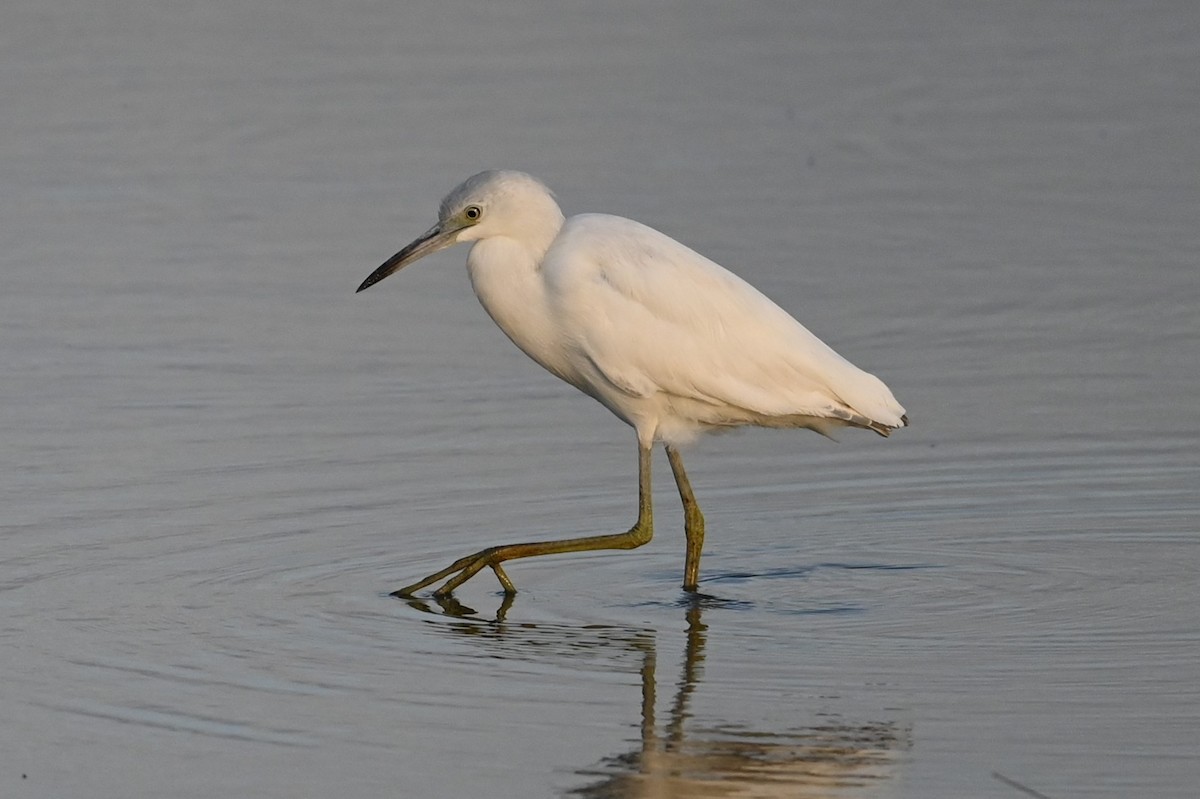 Little Blue Heron - ML643150380