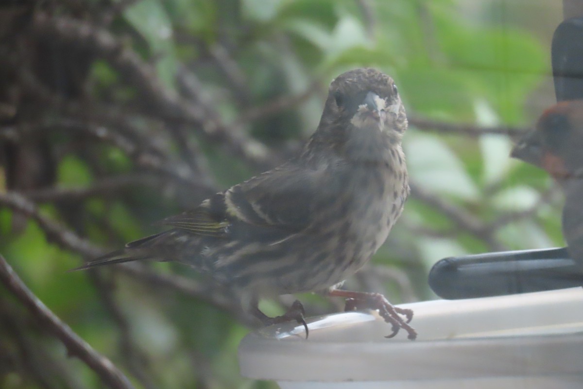 Pine Siskin - ML643150381