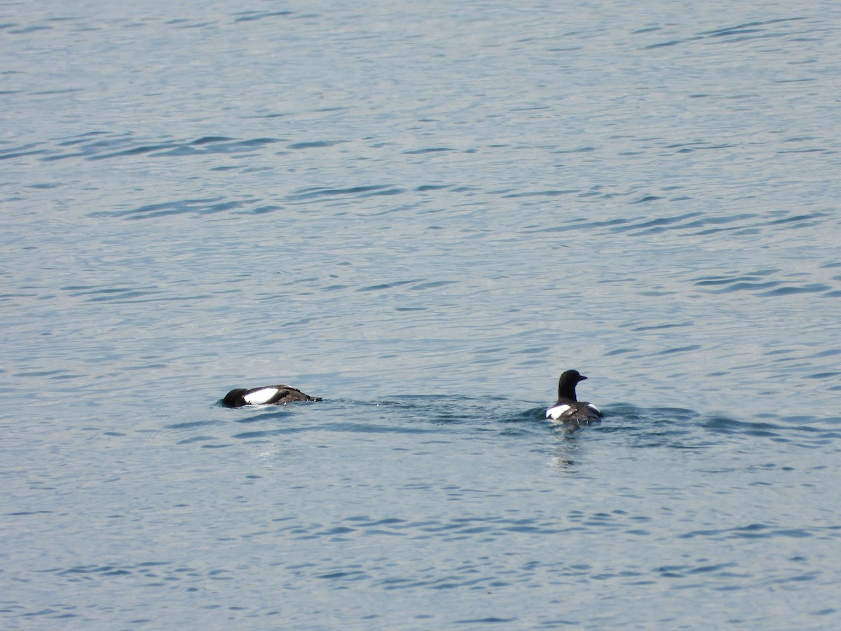Black Guillemot - ML643150382
