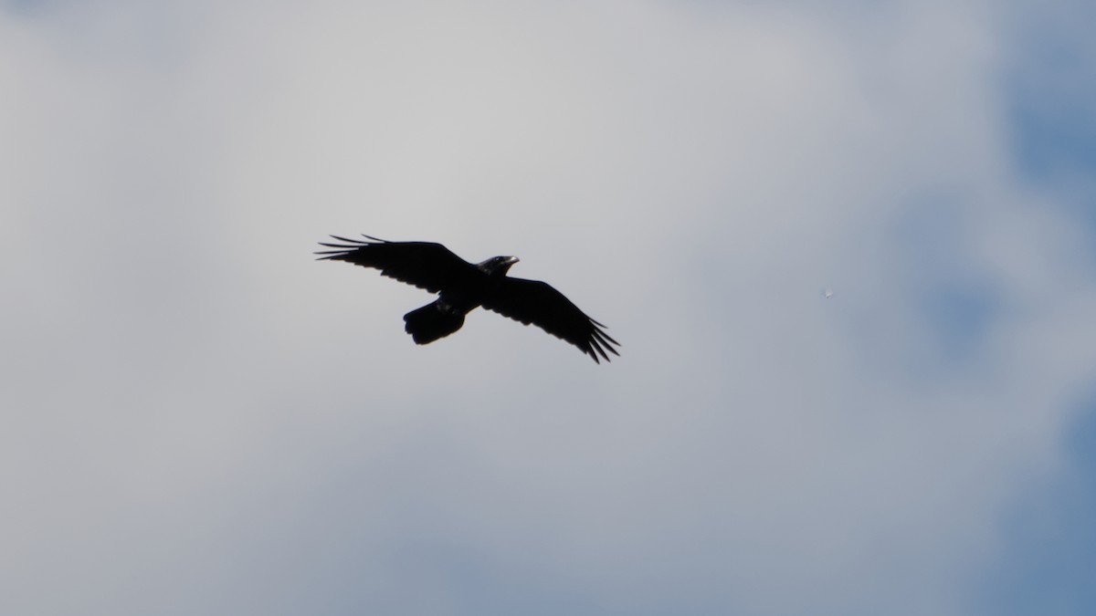 Common Raven - ML643150383