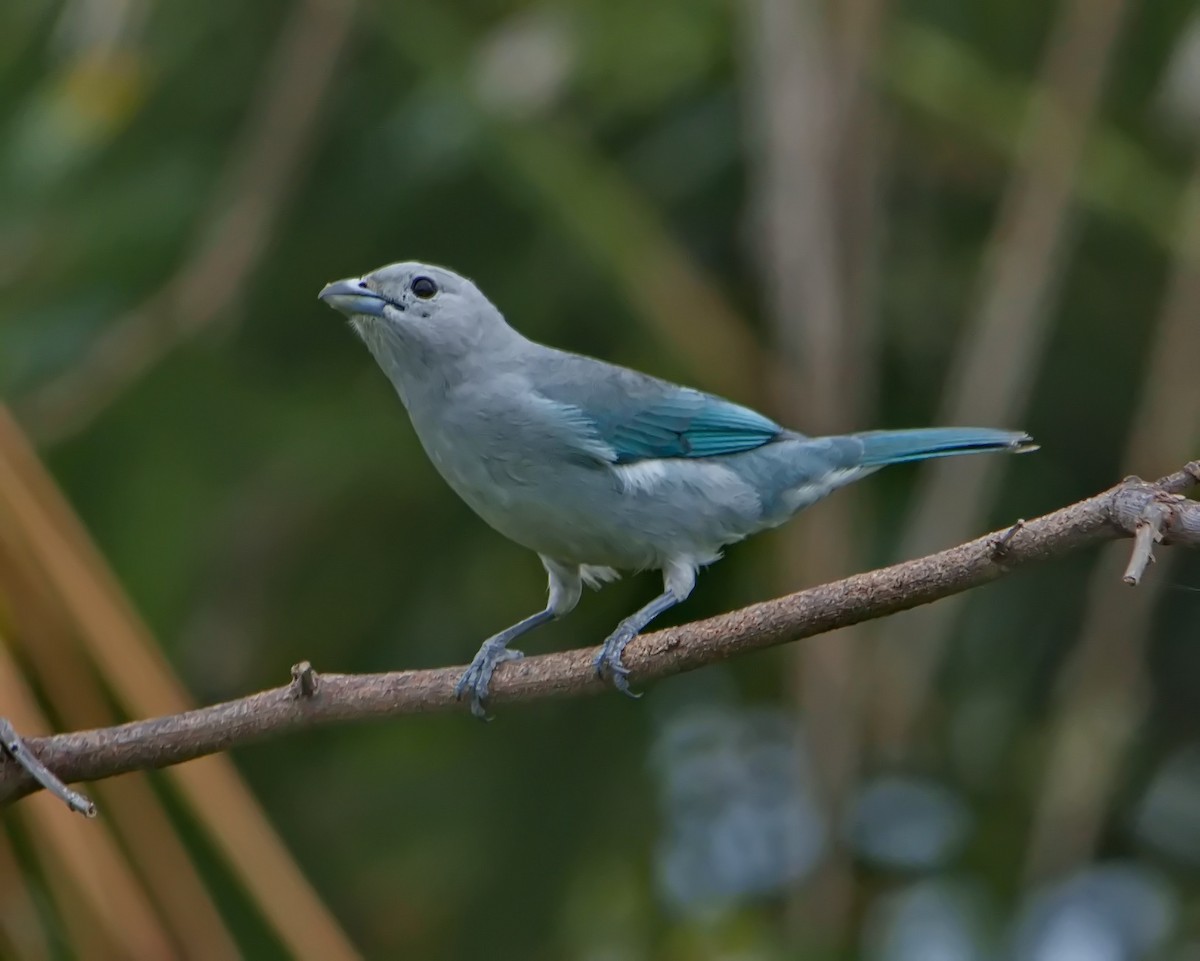 Sayaca Tanager - ML643150384