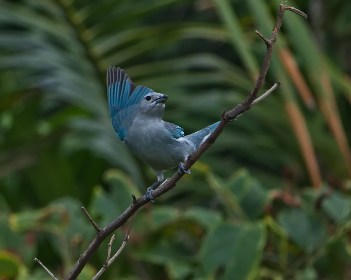 Sayaca Tanager - ML643150385