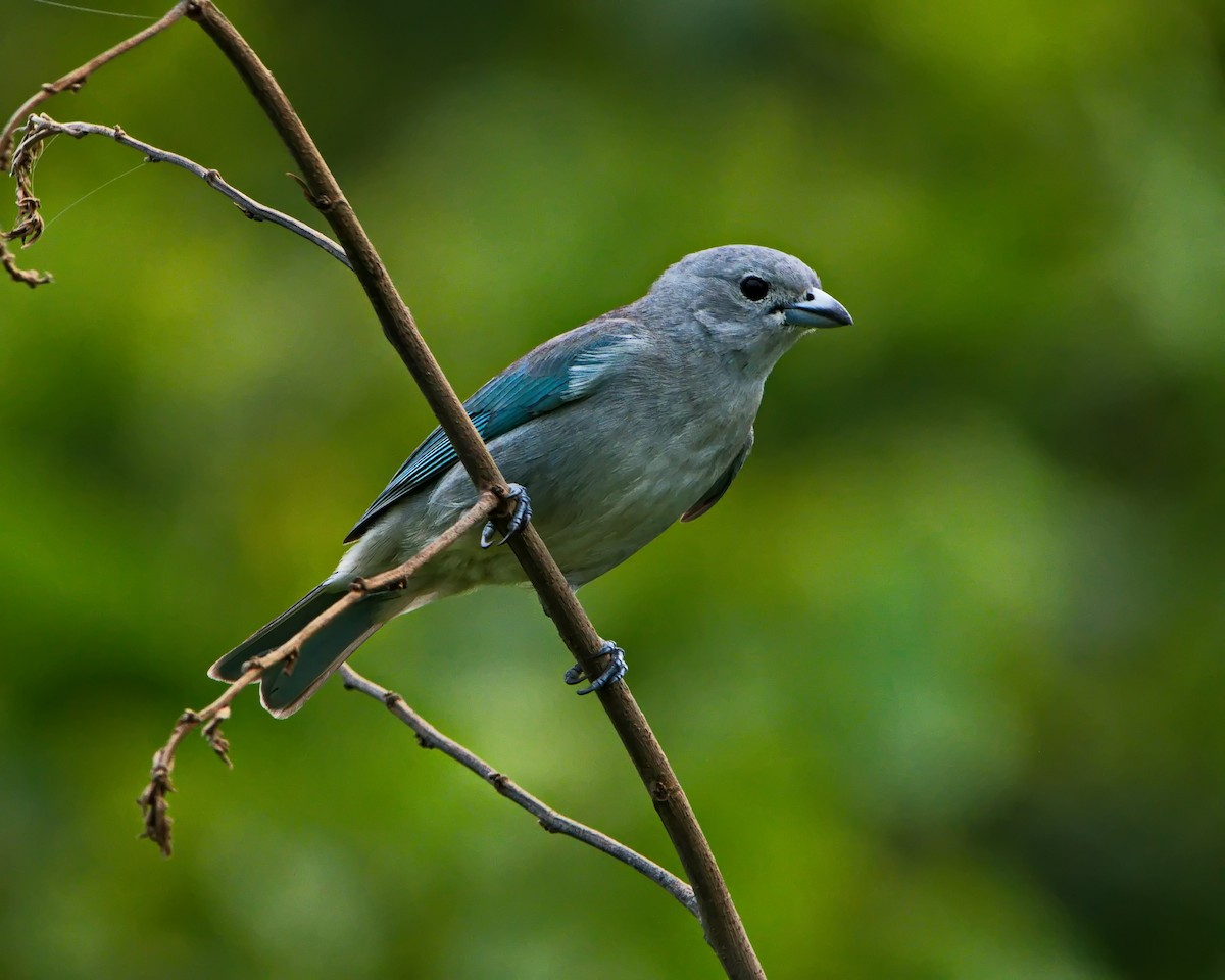 Sayaca Tanager - ML643150386