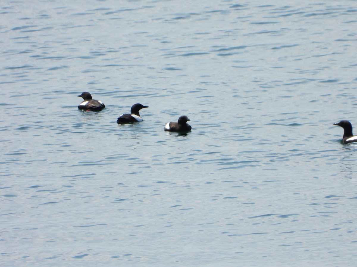 Black Guillemot - ML643150388