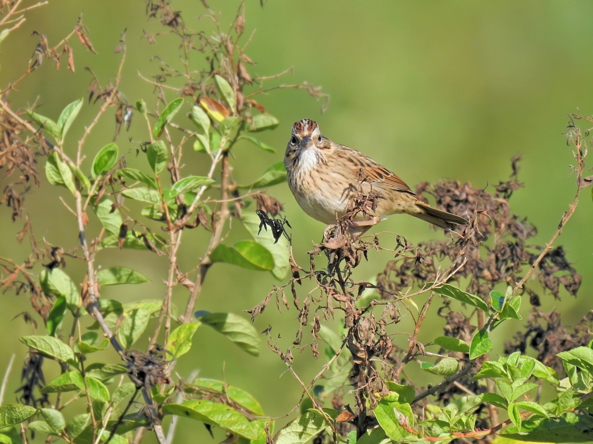 Lincoln's Sparrow - ML643150389