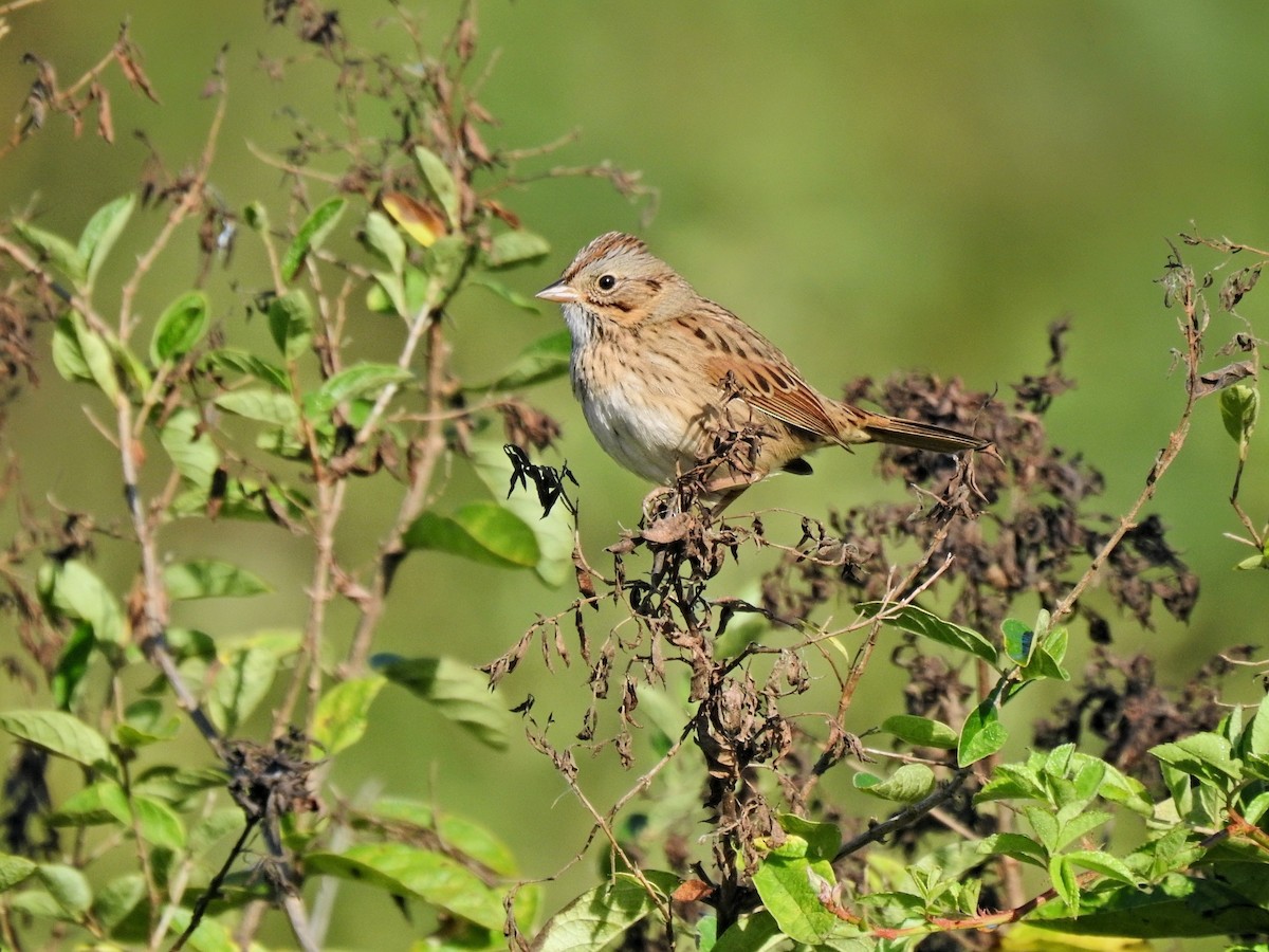 Lincoln's Sparrow - ML643150390