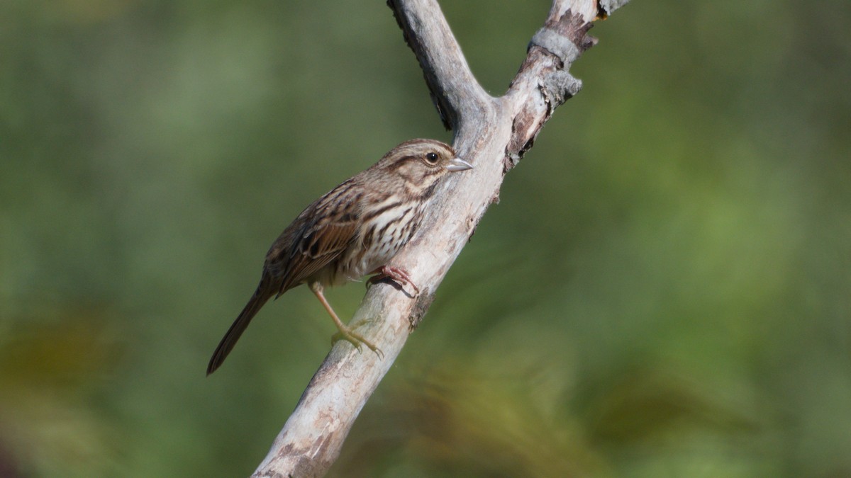 Song Sparrow - ML643150391