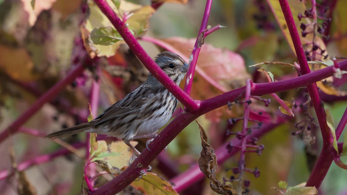 Song Sparrow - ML643150392
