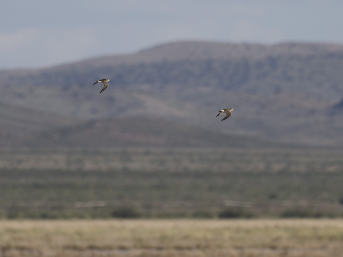 Baird's Sandpiper - ML643150395