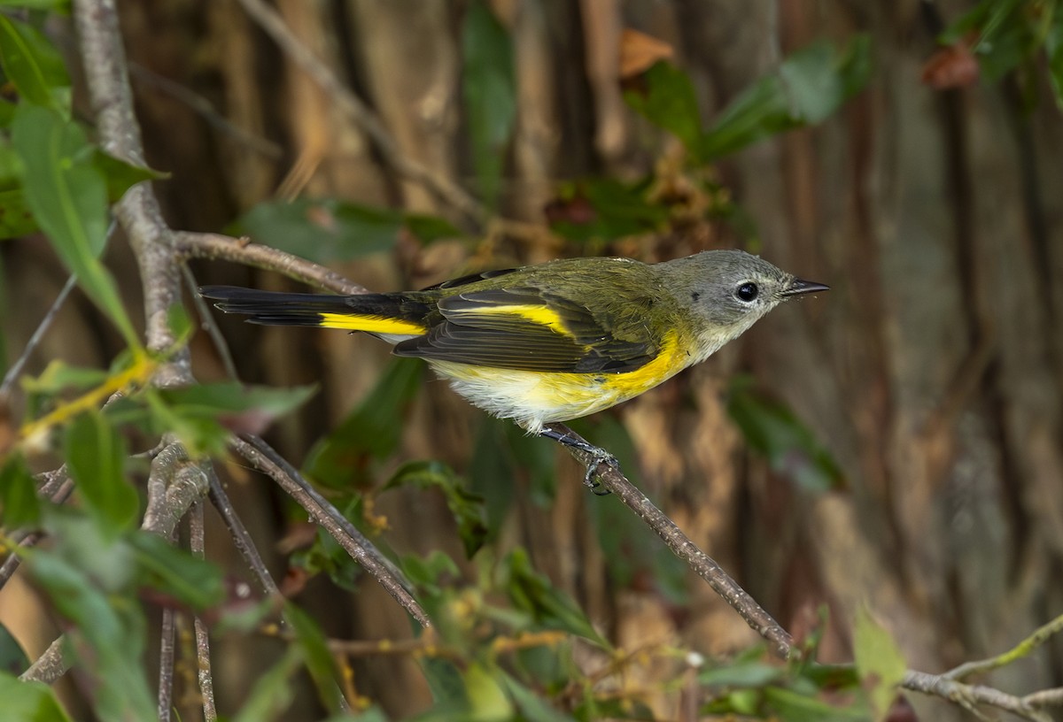 American Redstart - ML643150398