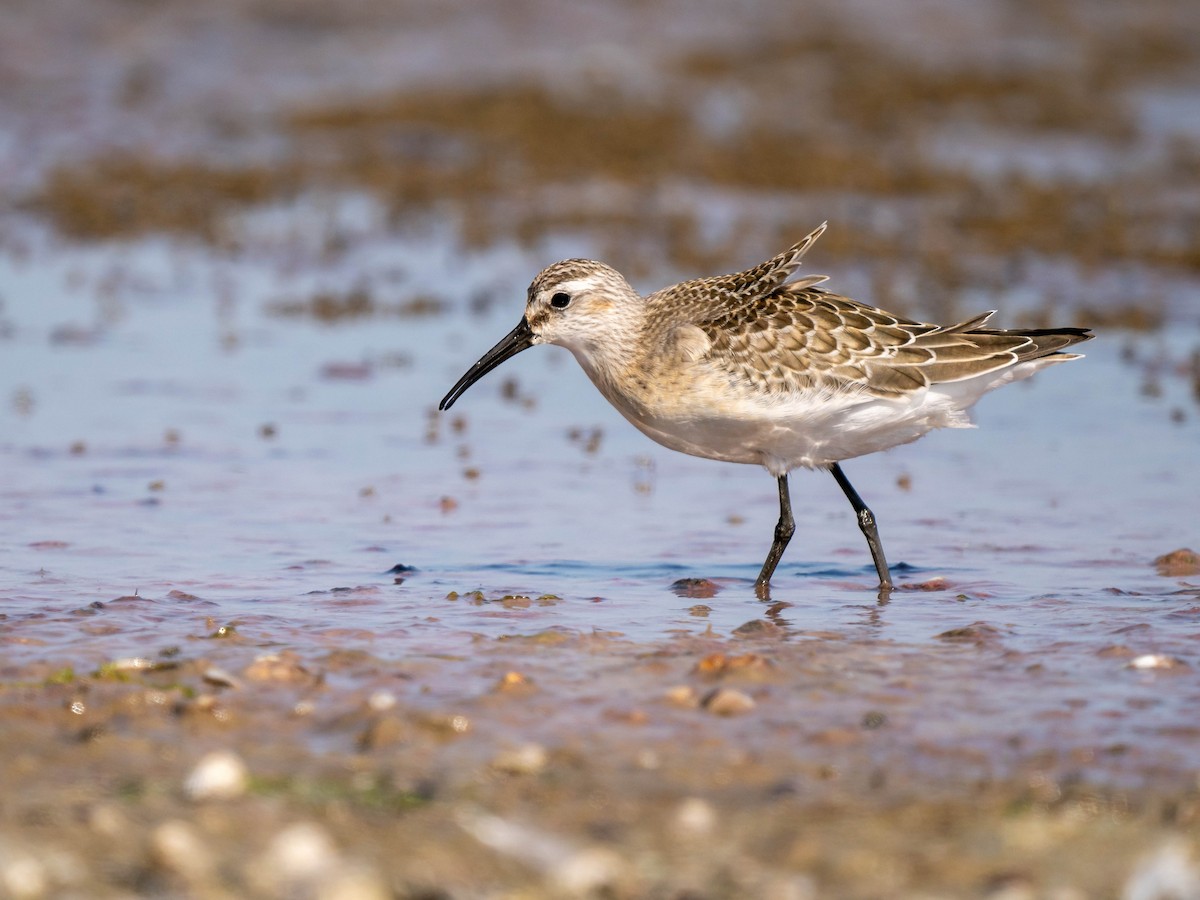 Curlew Sandpiper - ML643150399