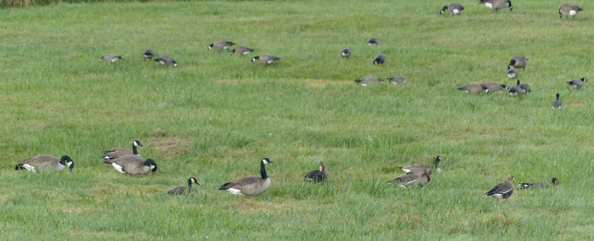 Greater White-fronted Goose - ML643150402