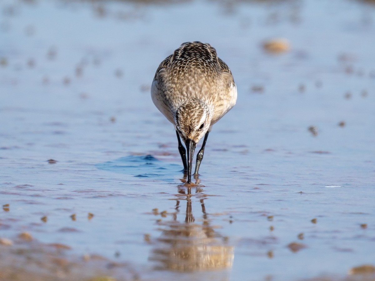 Curlew Sandpiper - ML643150403