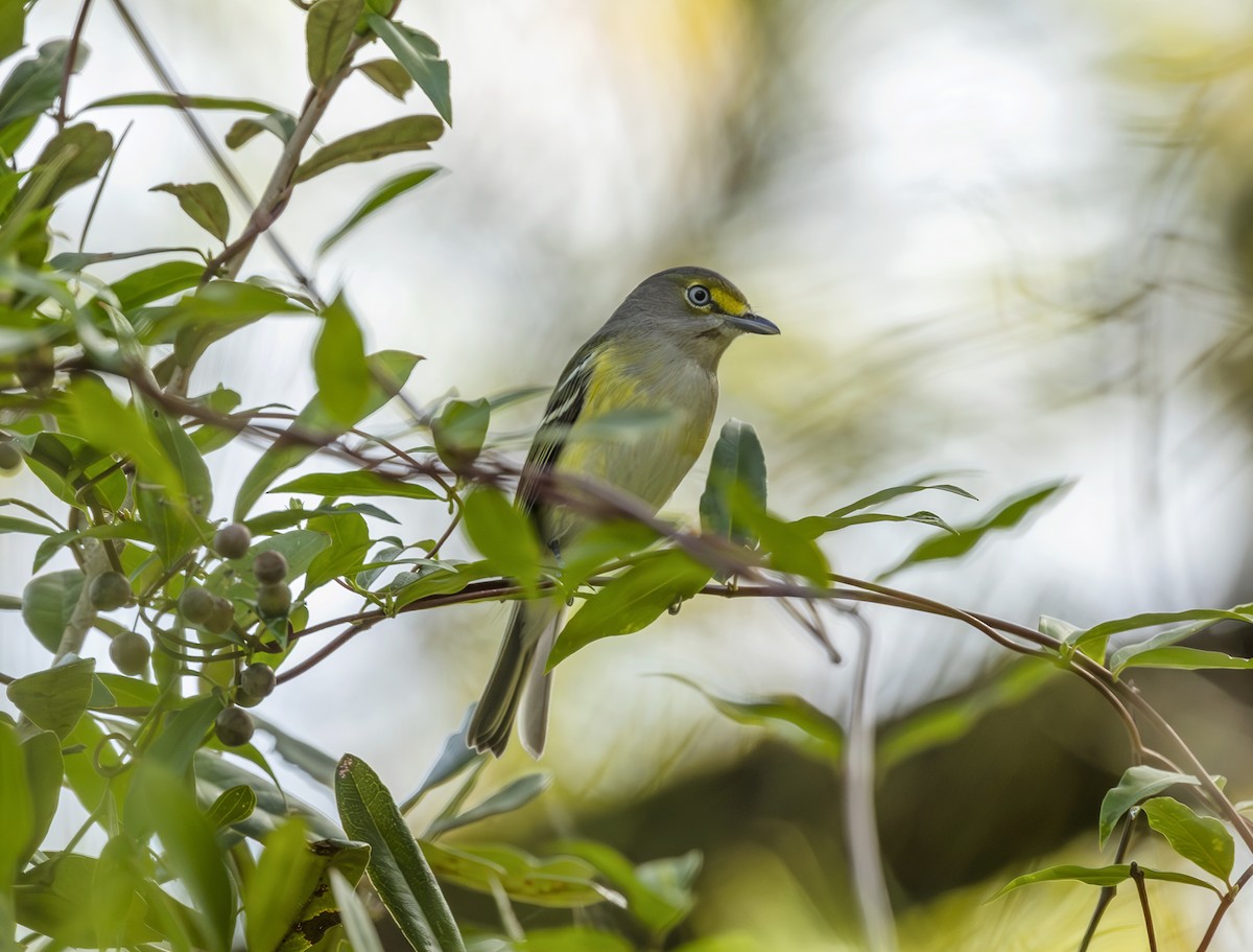 White-eyed Vireo - ML643150405