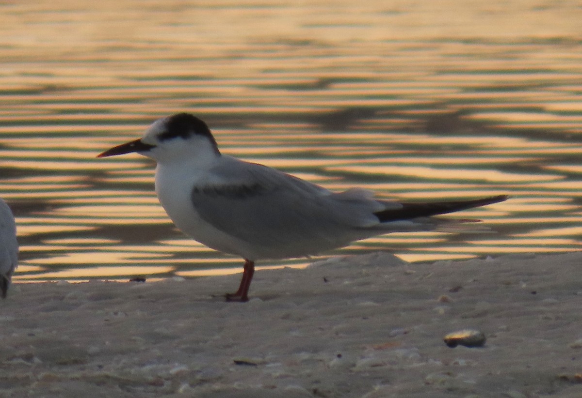 Common Tern - ML643150406