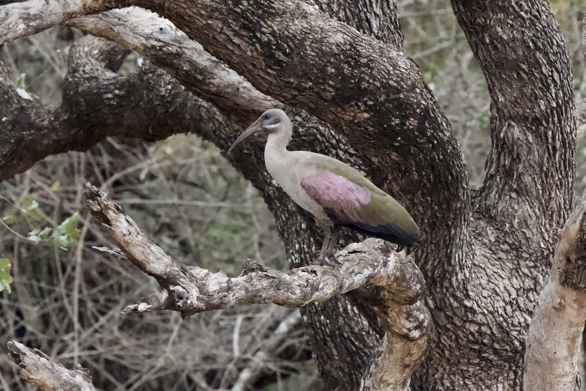 Hadada Ibis - ML643150408